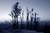 Lonely Trees on the Ridge