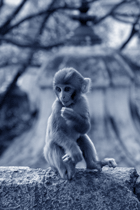 Malý makak